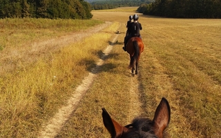Chute de cheval : la responsabilité de l'éleveur écartée